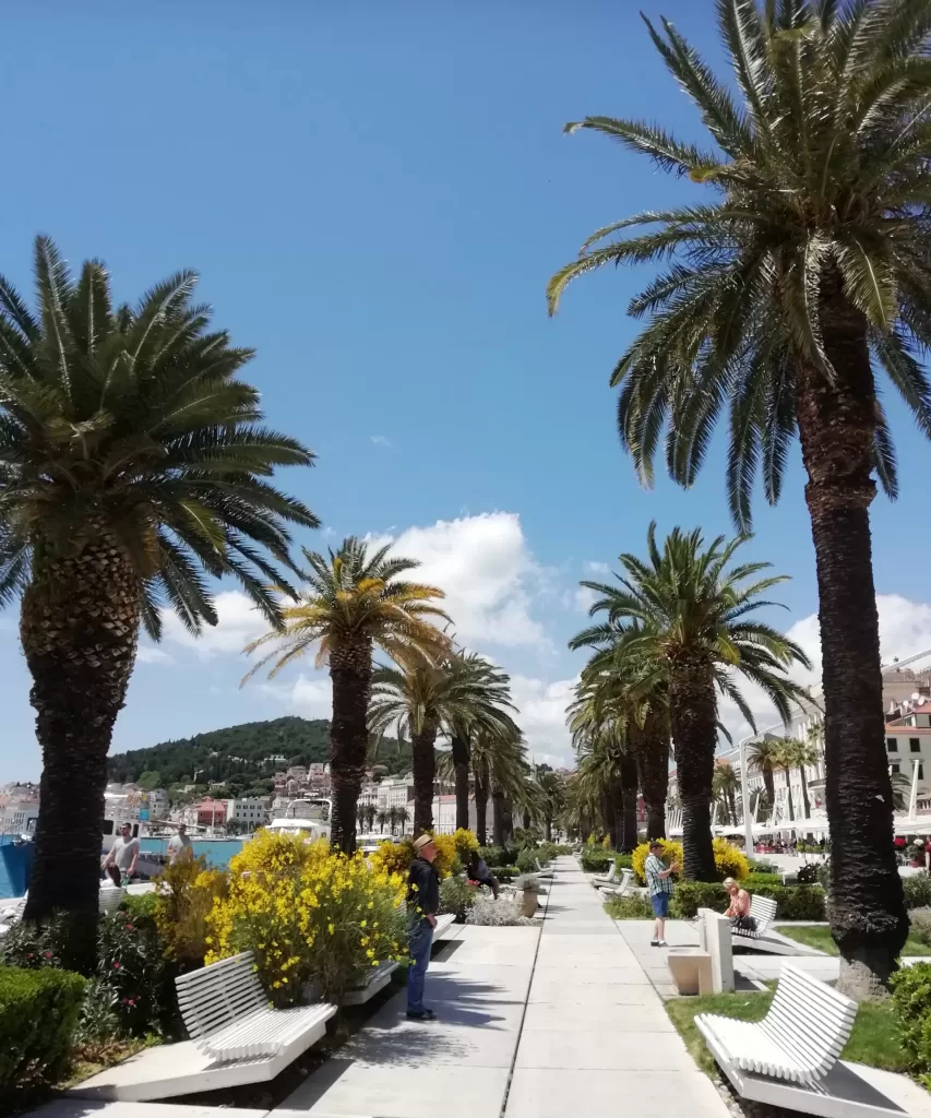 palm trees, promenade, seafront , Split, croatia